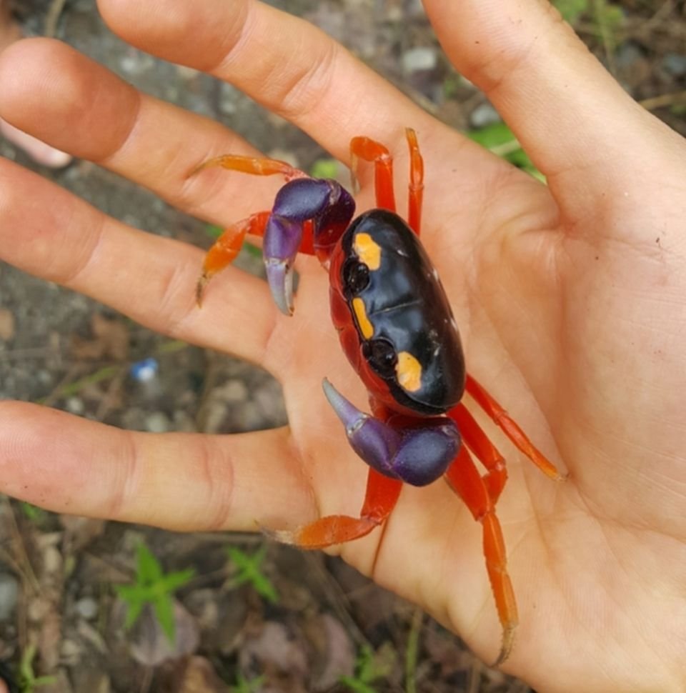 GECARCINUS RURICOLA CARE GUIDE - ZOMBIE LAND CRAB CARE — Indoor